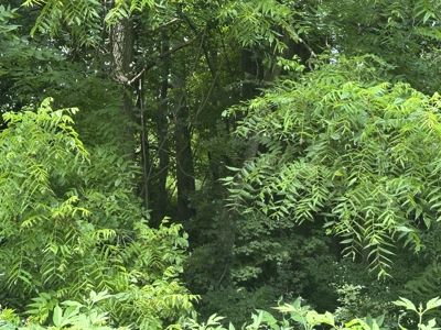 31.33 +/- Acres of Prime Land Endless Possibilities! - image 11