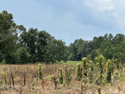 31.33 +/- Acres of Prime Land Endless Possibilities! - image 9