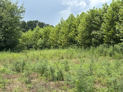 31.33 +/- Acres of Prime Land Endless Possibilities! - image 7