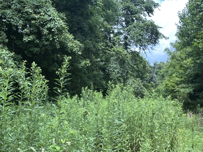 31.33 +/- Acres of Prime Land Endless Possibilities! - image 12
