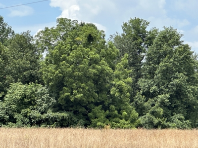 31.33 +/- Acres of Prime Land Endless Possibilities! - image 10