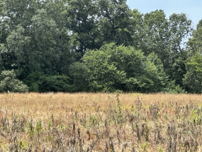 31.33 +/- Acres of Prime Land Endless Possibilities! - image 8