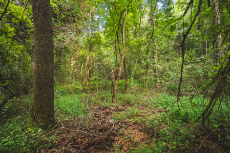 Land for Sale in the City of Elkin NC - image 7