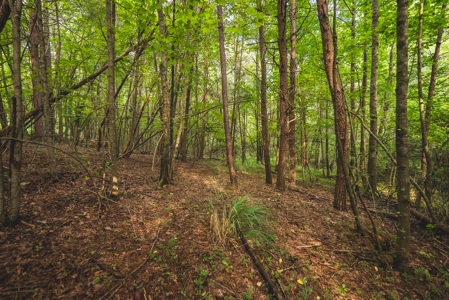 Land for Sale in the City of Elkin NC - image 16