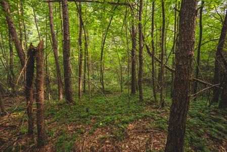 Land for Sale in the City of Elkin NC - image 15