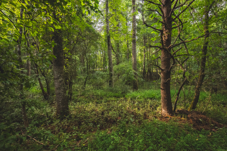 Land for Sale in the City of Elkin NC - image 9