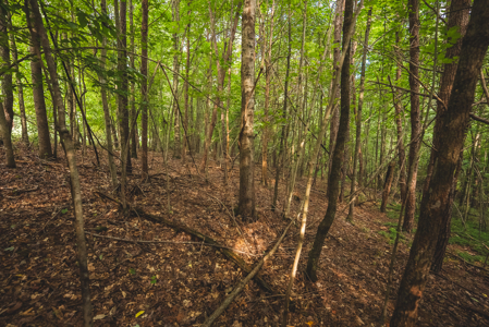 Land for Sale in the City of Elkin NC - image 14