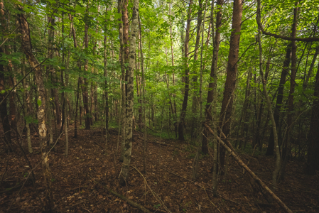 Land for Sale in the City of Elkin NC - image 13