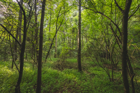 Land for Sale in the City of Elkin NC - image 11