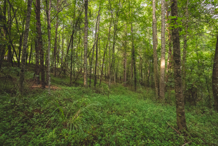 Land for Sale in the City of Elkin NC - image 12