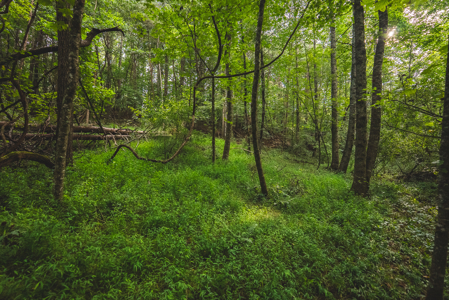 Land for Sale in the City of Elkin NC - image 8