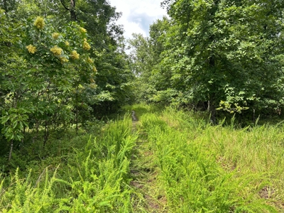 Wooded Acreage for sale in the Missouri Ozarks - image 8