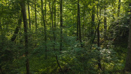 Wooded Land for Sale in Moravian Falls NC - image 6