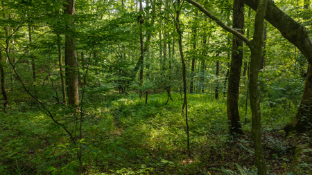 Wooded Land for Sale in Moravian Falls NC - image 2