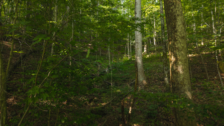 Wooded Land for Sale in Moravian Falls NC - image 9
