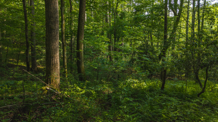 Wooded Land for Sale in Moravian Falls NC - image 4