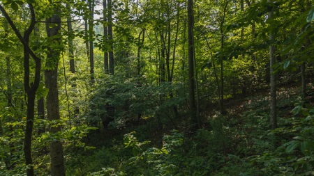 Wooded Land for Sale in Moravian Falls NC - image 7