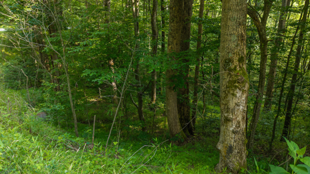 Wooded Land for Sale in Moravian Falls NC - image 21