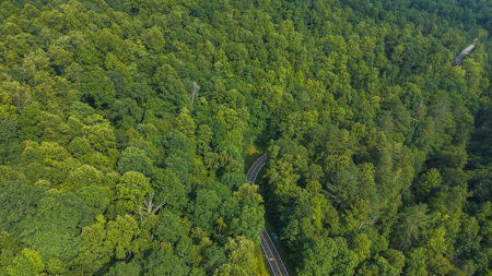 Wooded Land for Sale in Moravian Falls NC - image 18