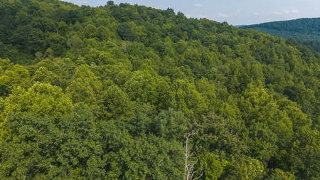 Wooded Land for Sale in Moravian Falls NC - image 16