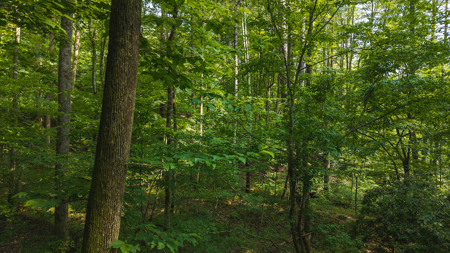Wooded Land for Sale in Moravian Falls NC - image 5