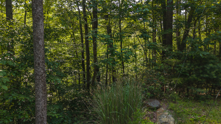 Wooded Land for Sale in Moravian Falls NC - image 20