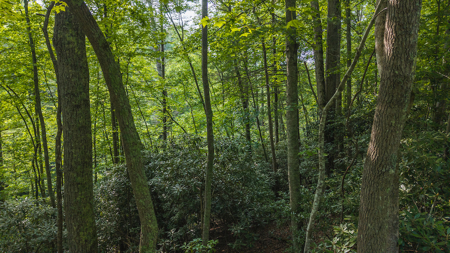 Wooded Land for Sale in Moravian Falls NC - image 19