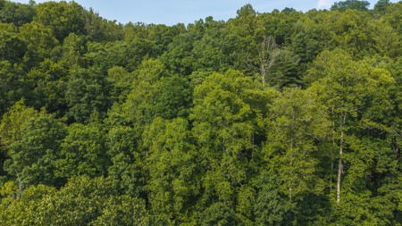 Wooded Land for Sale in Moravian Falls NC - image 15