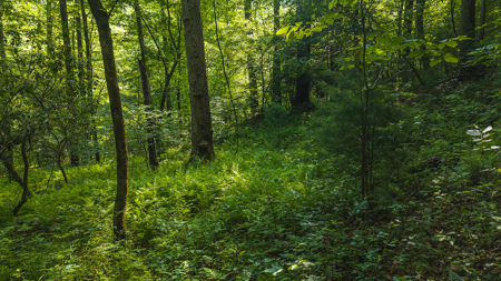 Wooded Land for Sale in Moravian Falls NC - image 3