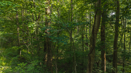 Wooded Land for Sale in Moravian Falls NC - image 8