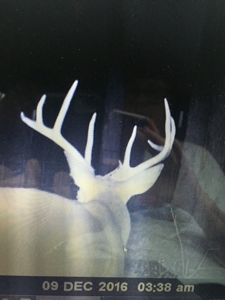 East Texas Hunting/Recreational Land For Sale - image 4