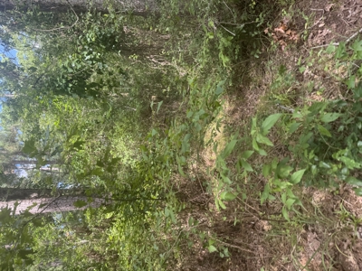 East Texas Hunting/Recreational Land For Sale - image 27