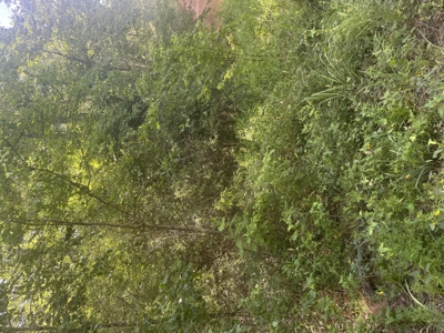 East Texas Hunting/Recreational Land For Sale - image 6