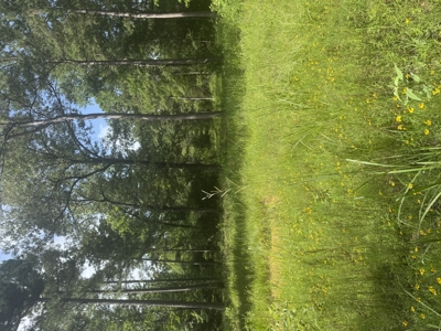 East Texas Hunting/Recreational Land For Sale - image 18