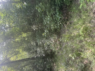 East Texas Hunting/Recreational Land For Sale - image 11