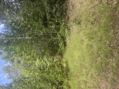 East Texas Hunting/Recreational Land For Sale - image 29