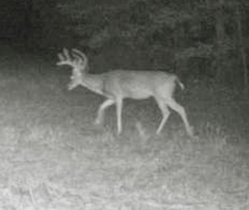 East Texas Hunting/Recreational Land For Sale - image 2