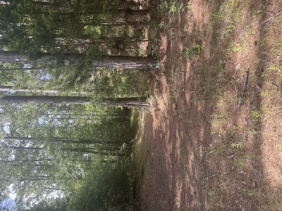 East Texas Hunting/Recreational Land For Sale - image 15