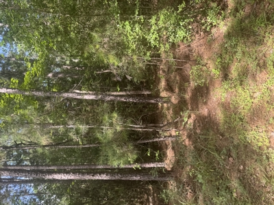 East Texas Hunting/Recreational Land For Sale - image 28