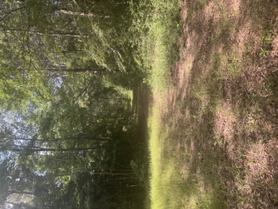 East Texas Hunting/Recreational Land For Sale - image 13