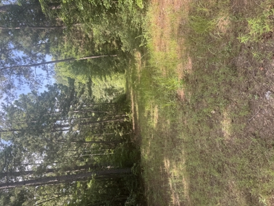 East Texas Hunting/Recreational Land For Sale - image 12