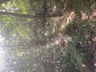 East Texas Hunting/Recreational Land For Sale - image 10