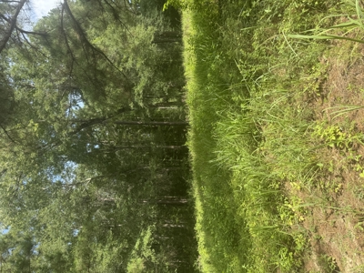 East Texas Hunting/Recreational Land For Sale - image 25