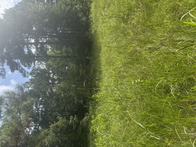 East Texas Hunting/Recreational Land For Sale - image 24