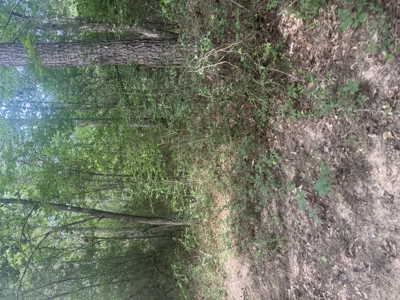 East Texas Hunting/Recreational Land For Sale - image 21
