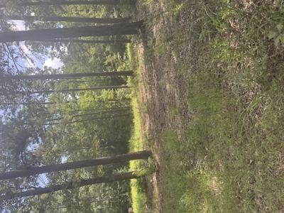 East Texas Hunting/Recreational Land For Sale - image 17