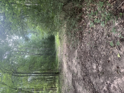 East Texas Hunting/Recreational Land For Sale - image 20