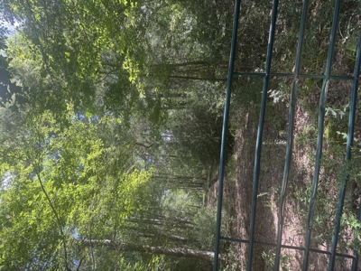 East Texas Hunting/Recreational Land For Sale - image 7