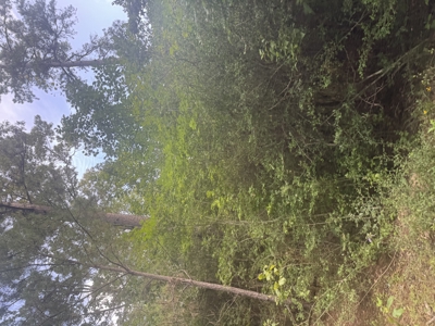 East Texas Hunting/Recreational Land For Sale - image 23