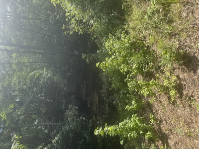 East Texas Hunting/Recreational Land For Sale - image 9